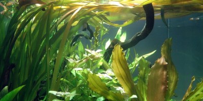 Vallisneria_americana_Gigantea2