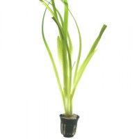 Vallisneria_americana_Gigantea3