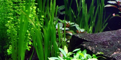 Vallisneria_americana_Natans2