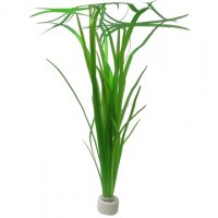 Vallisneria_americana_Natans3