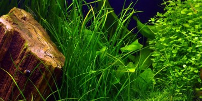 Vallisneria_nana2