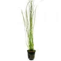 Vallisneria_nana3