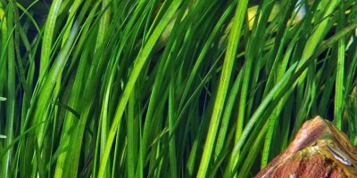 Vallisneria_spiralis_Tiger2