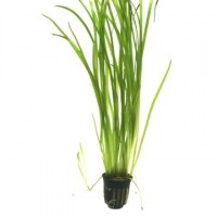 Vallisneria_spiralis_Tiger3