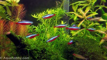 cardinaltetra3