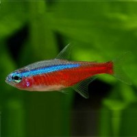 cardinaltetra