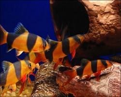 clownloach3