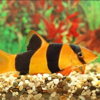 clownloach