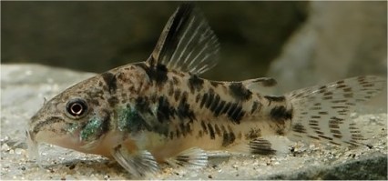 corypepper2