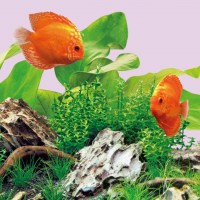 fg_juwel_aquarium_LED_Tube_Colour_2(2)-l