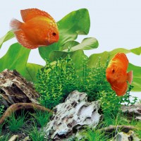 fg_juwel_aquarium_LED_Tube_Day_2(5)-l