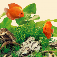 fg_juwel_aquarium_LED_Tube_Nature_2(4)-l