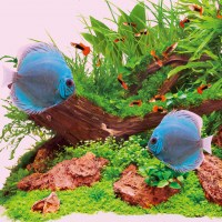 fg_juwel_aquarium_T5_Colour_2(2)-l