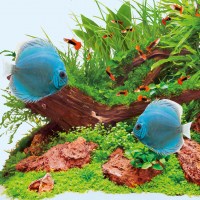 fg_juwel_aquarium_T5_Day_2(2)-l