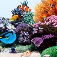 fg_juwel_aquarium_T5_Marine_2(3)-l