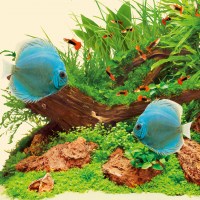 fg_juwel_aquarium_T5_Nature_2(4)-l