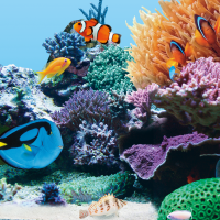 fg_juwel_aquarium_T5_blue_2(3)-l