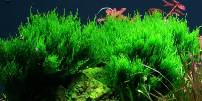 flame_moss3
