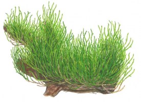 flame_moss
