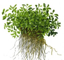 glossostigma