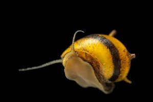 horned-snail