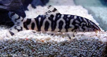 lohachata3