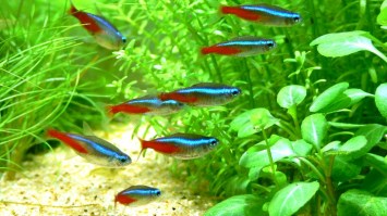 neontetra2