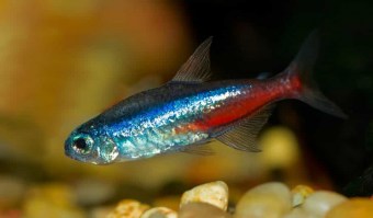 neontetra3