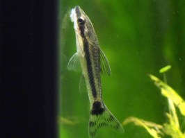 otocinclus2