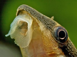 otocinclus3