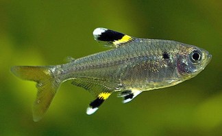 pristella2