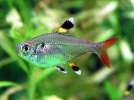 pristella3