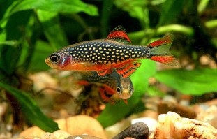 rasboragalaxy