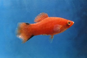 redcomet2