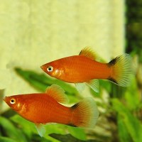 redcomet3