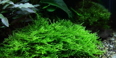spiky_moss4