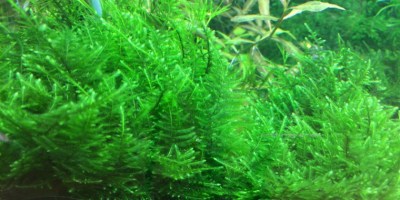 taiwan_moss2
