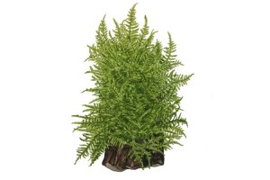 taiwan_moss
