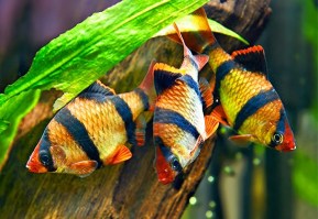 tigerbarb2