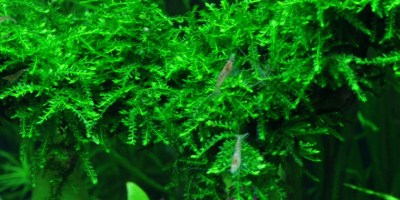 weeping_moss2