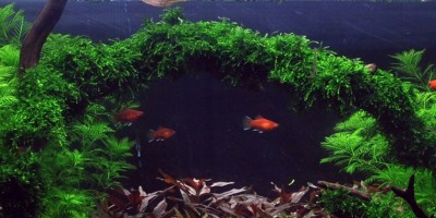 weeping_moss4