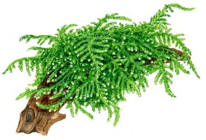 weeping_moss
