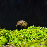 zebra2