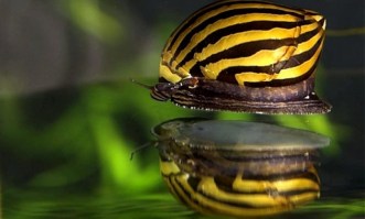 zebra3